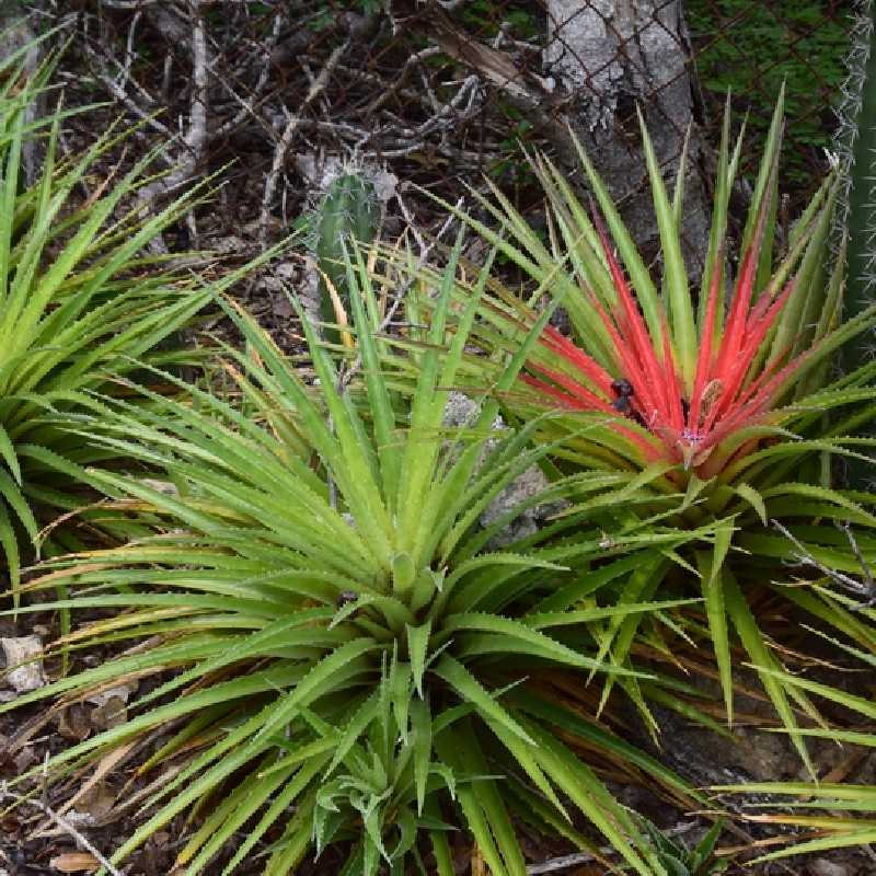 Fascicularia bicolor