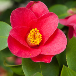 Camellia reticulata ‘Mary...