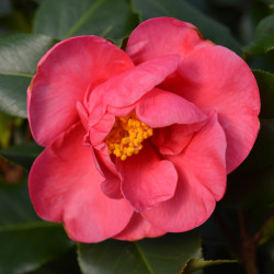 Camellia japonica ‘Dr King’