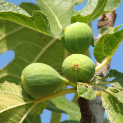 Ficus carica ‘Jannot’