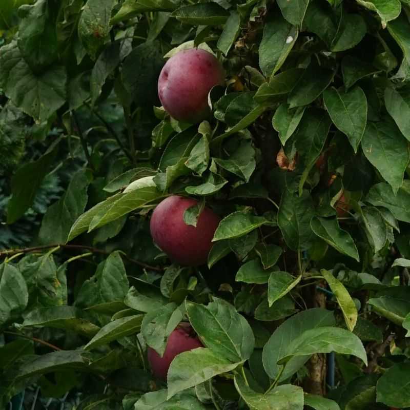 Malus domestica 'Ballerina ® Waltz'