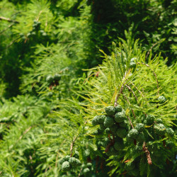 Taxodium distichum 'Cascade Falls' - Cyprès pleureur