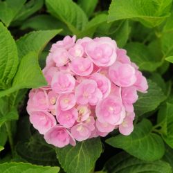 Hydrangea macrophylla ‘Love‘ - You and me®