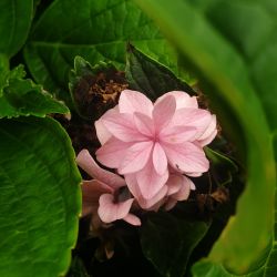 Hydrangea macrophylla ‘Peppermint‘ - You and me® en fin de floraison