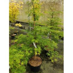 Acer palmatum ‘Germaines gyration‘
