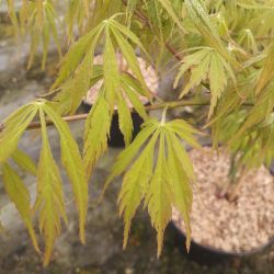 Acer palmatum ‘Germaines gyration‘
