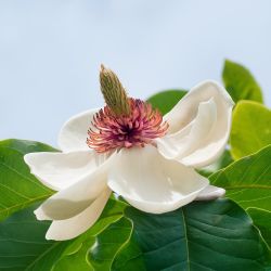 Magnolia x wieseneri ‘Charm & Fragance‘
