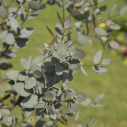 Eucalyptus gunnii ‘Silver...