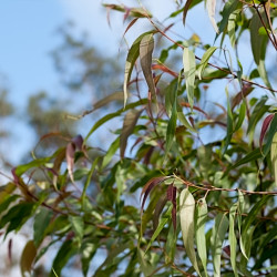 Eucalyptus parviflora
