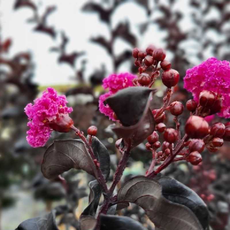 Lagerstroemia indica Raspberry Sorbet