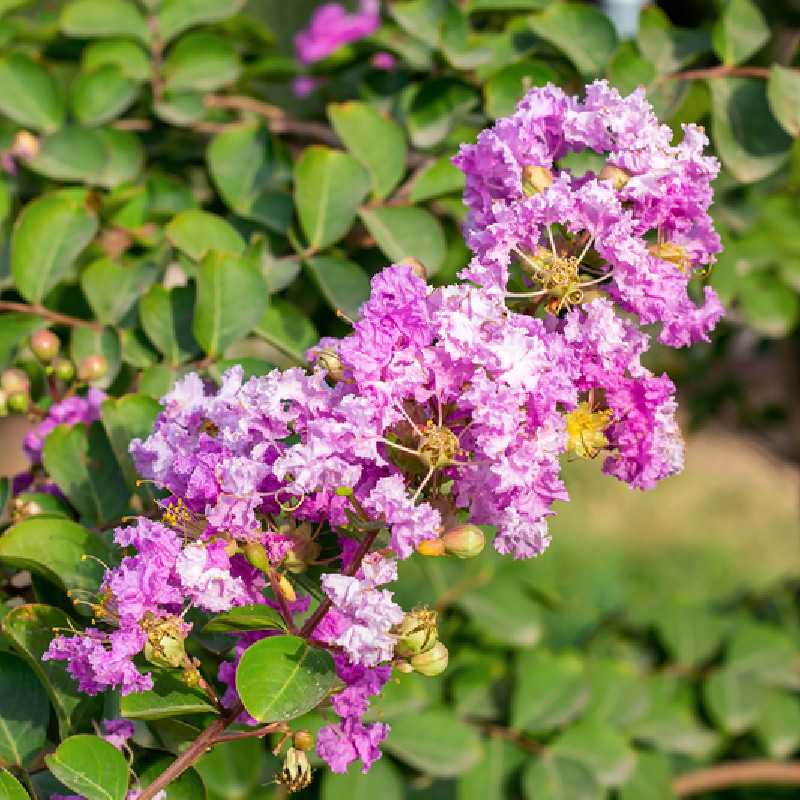 LAGERSTROEMIA indica Rhapsody In Pink ® CTR 3L