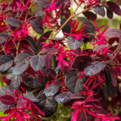 Loropetalum chinense 'Fede'