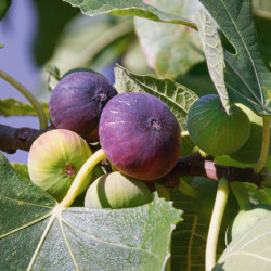 Ficus carica ‘Violette de...