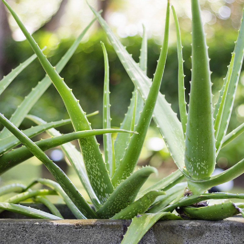 Aloe vera - Pépinières ROUXEL