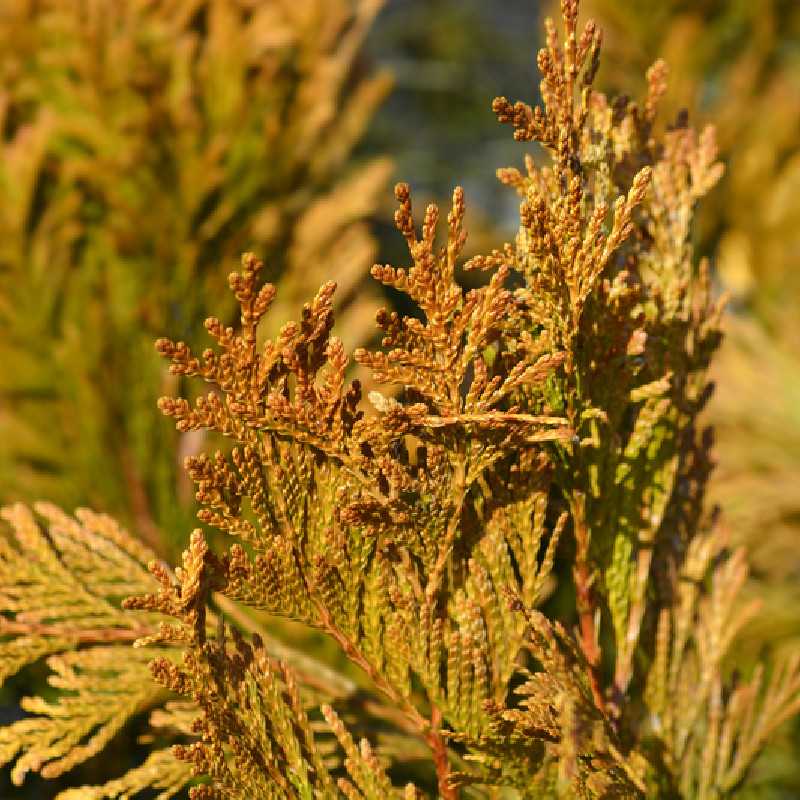 Thuja plicata ‘4EVER’ - Thuya géant