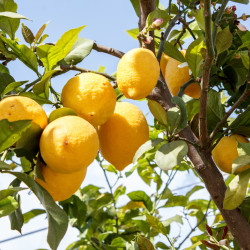 Citrus limon - Citronnier...