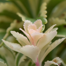 Sedum takesimense 'Atlantis' ® - Orpin panaché