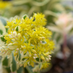 Sedum takesimense 'Atlantis' ® - Orpin panaché