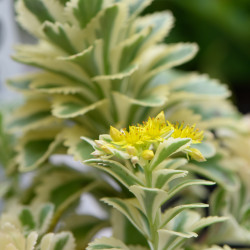 Sedum takesimense 'Atlantis' ® - Orpin panaché
