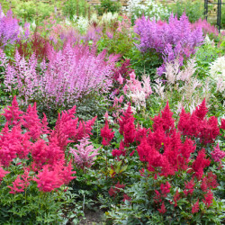 Astilbe ‘Vision in Red’
