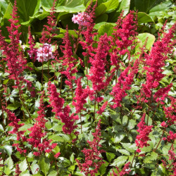 Astilbe ‘Vision in Red’