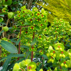 Euphorbia × martinii ‘Ascot...