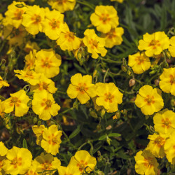 Helianthemum 'Golden Queen' - Hélianthème