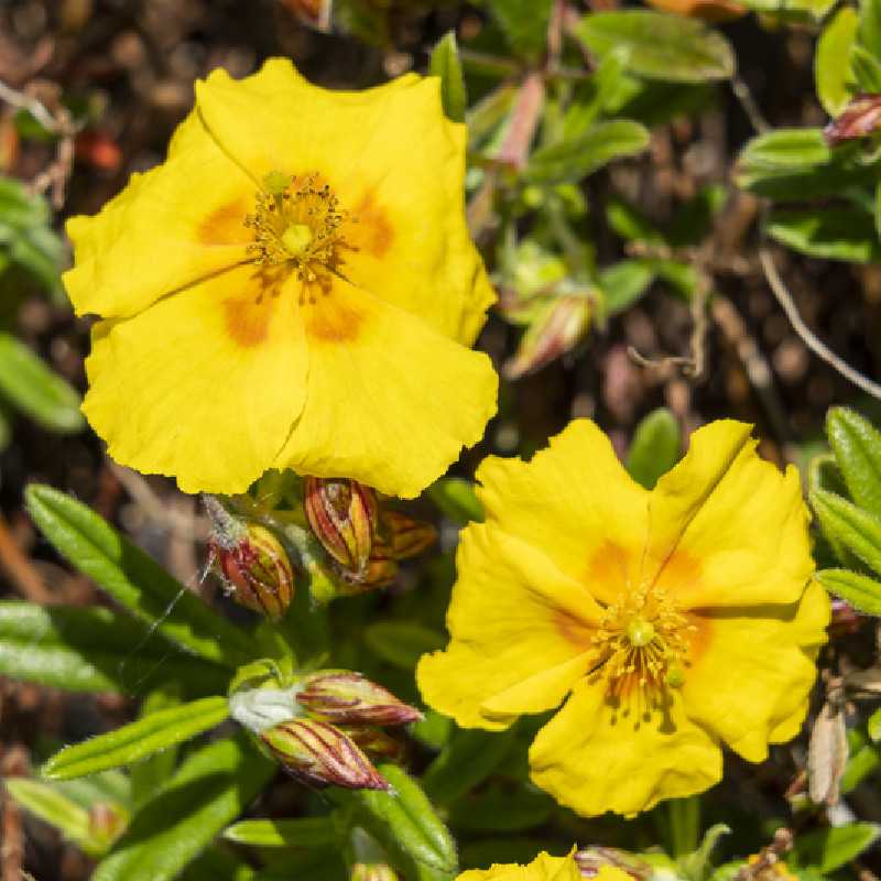 Helianthemum 'Golden Queen' - Hélianthème
