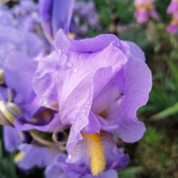 Iris pallida - Iris pâle...