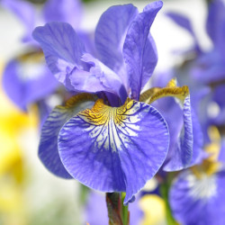 Iris sibirica ‘Fran's Gold‘...