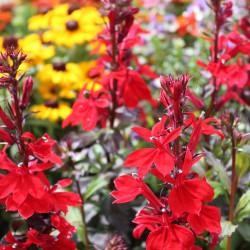 Lobelia x speciosa ‘Starship Scarlet‘
