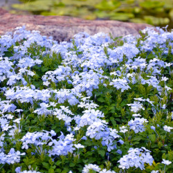 Plumbago auriculata 'Capensis' - Dentelaire du Cap