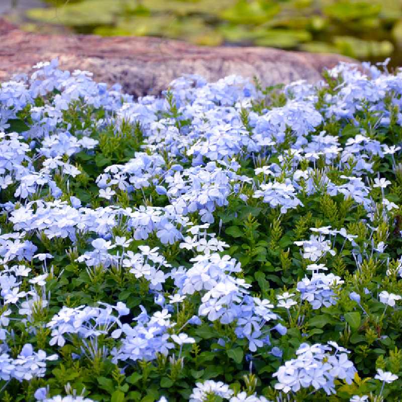 Plumbago auriculata 'Capensis' - Dentelaire du Cap