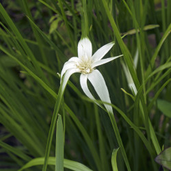 Rhynchospora colorata - Danseuse Etoile