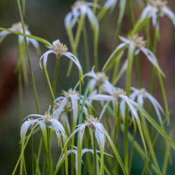 Rhynchospora colorata - Danseuse Etoile