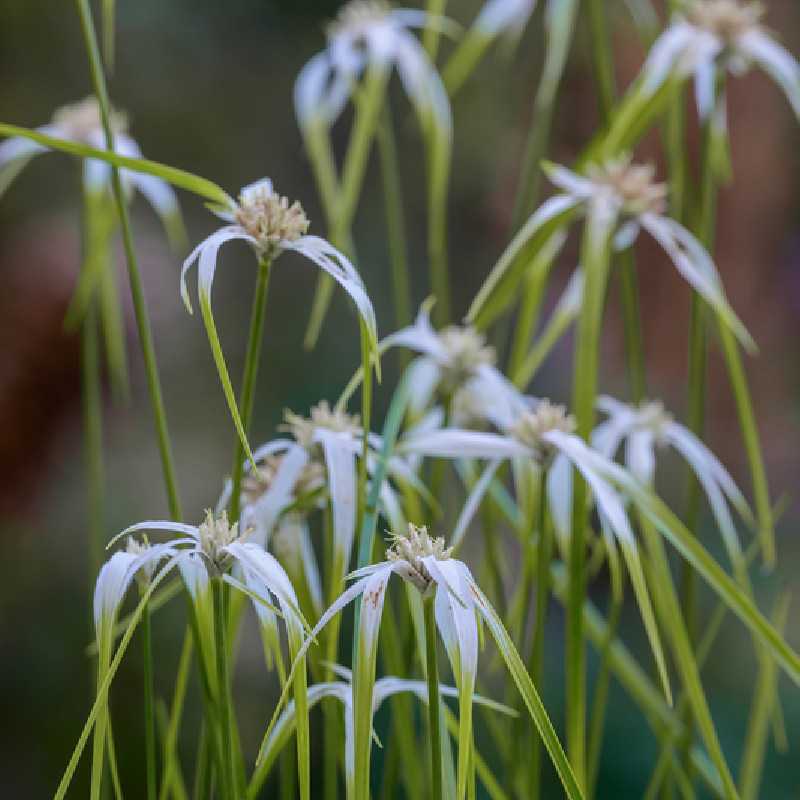Rhynchospora colorata - Danseuse Etoile