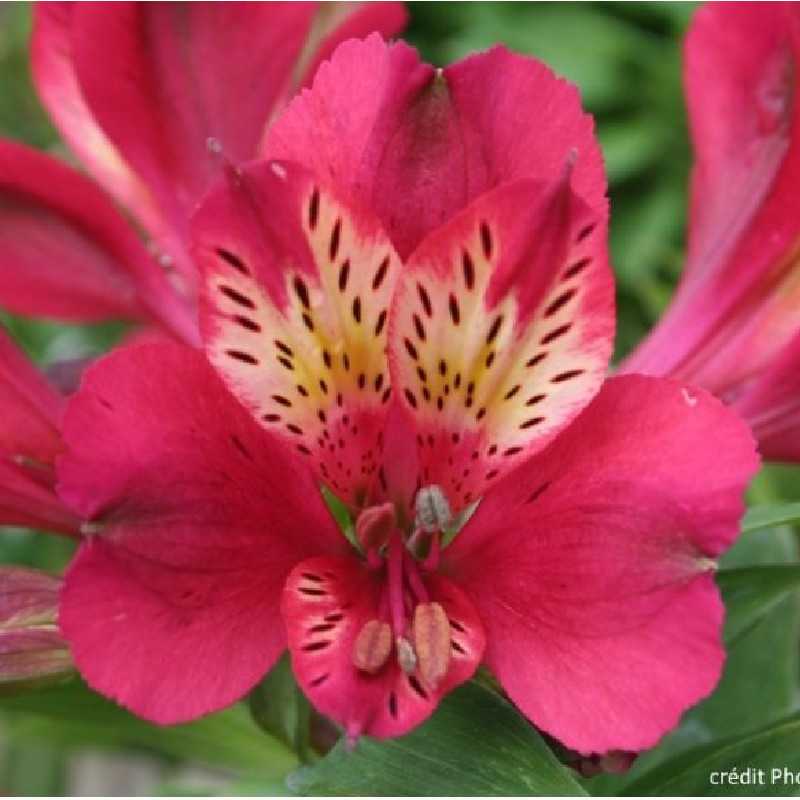 Alstroemeria Pitchoune Gaspard
