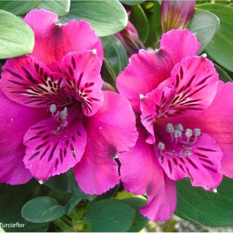 Alstroemeria Pitchoune 'Léonie' - Alstroémère