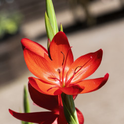 Schizostylis coccinea 'Major' - Lis des Cafres