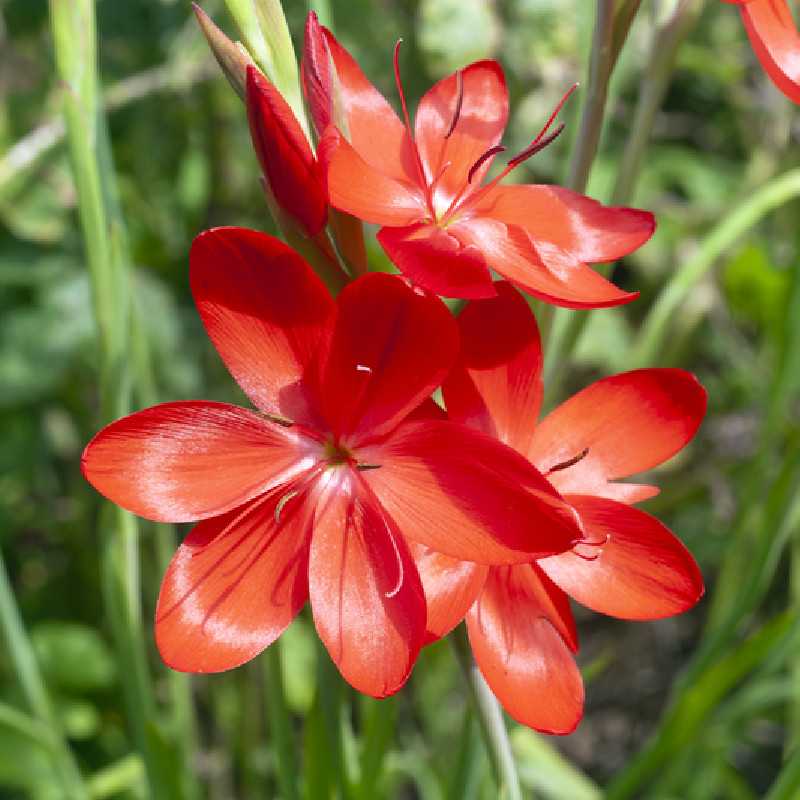 Schizostylis coccinea 'Major' - Lis des Cafres