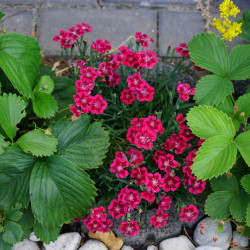 Dianthus 'Merci fleuri'- Œillet mignardise