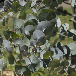 Eucalyptus cinerea ‘Silver...