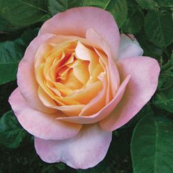 Rosa ‘Isabelle Autissier‘ ®