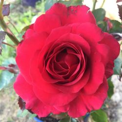 Rosa ‘Le Roi de Coeur‘ ®