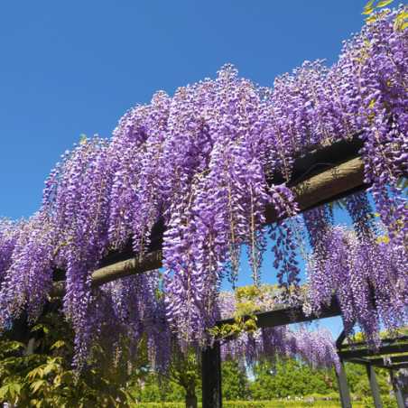 Glycine Prolific Wisteria Sinensis Pourpre-Lilas - Plante Grimpante Vigoureuse Pot 18 Cm, Hauteur 200 Cm