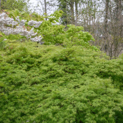 Acer palmatum ‘Emerald...