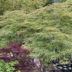 Acer palmatum ‘Seiryu’ -...