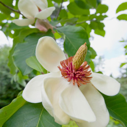 Magnolia x wieseneri ‘Charm...