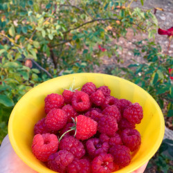Rubus idaeus ‘Marastar’ -...