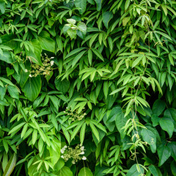 Holboellia latifolia - Vigne bleue de Chine